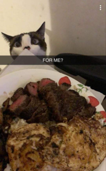 My cat is only half the age of uode s but just as curious AND HUNGRY 