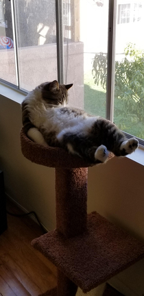 My cat just enjoying his life What a life