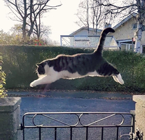 My cat just learned to fly