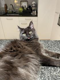 My cat laying a the counter being a complete derp this is natural I didnt Influence this
