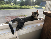 My cat lays by the window like this every day