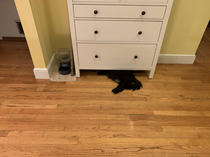 My cat lays under our cabinet and looks like the wicked witch when the house fell on her