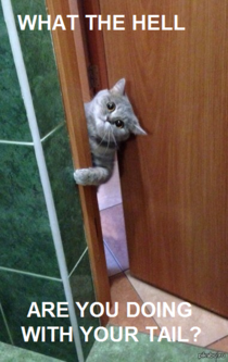 My cat likes to peek into the bathroom
