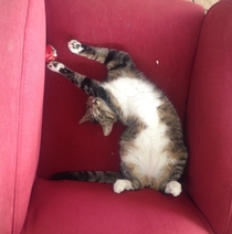 My cat likes to sleep in funny positions