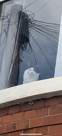 my cat looking at me leaving for work this morning