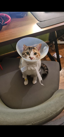 my cat looking rather victorian after her surgery