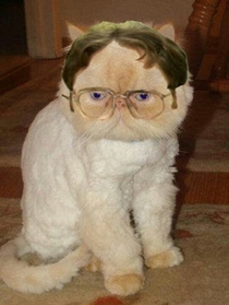 My cat looks a little like Dwight from The Office