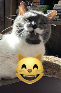 My cat looks like the smiling cat emoji