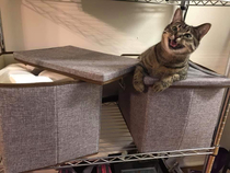 My cat loves to shred toilet paper Today she found my entire stash