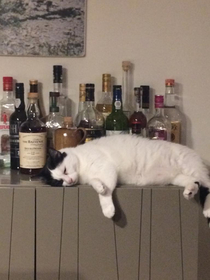 My cat may be a bit drunk