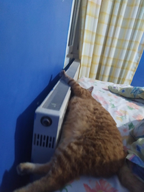My cat meets radiator