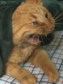 My cat mid-yawn