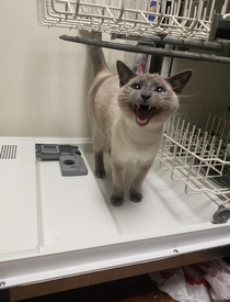 My cat Miso likes the dishwasher and wants you to know