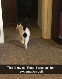 My cat Paco
