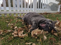 My cat really likes the fall