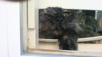 My cat REALLY wanted to see what I was doing outside the window this morning