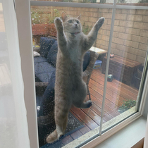 My cat regretting her choice to go outside in the rain