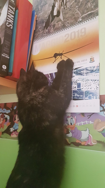 My cat saw this drone on the calendar and tried to catch it