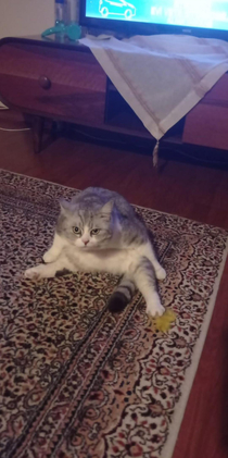 My cat sit like a dad