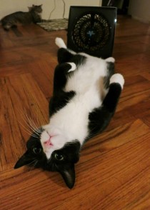 My cat sits around all day cooling his nuts in front of the fan