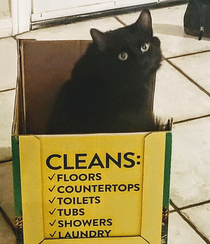 My cat sits in a box of lies