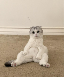 My cat sits like this all day  