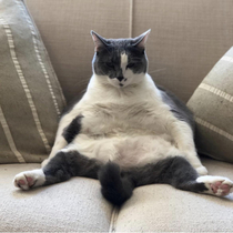 My cat sits like this all the time