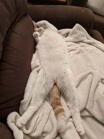 My cat sleeps in the weirdest positions