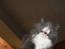 My cat sneezed at the wrong moment