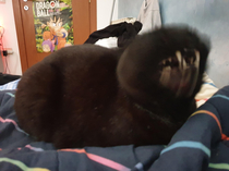 My cat sneezed while i was trying to take a photo