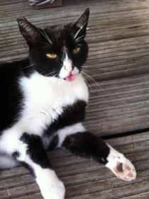 My cat sometimes forgets to pull his tongue back in after hes done washing He will lay like this for an good hour