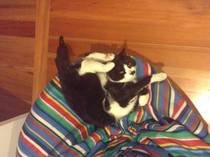 My cat trying to be reddit majestic