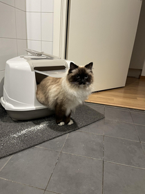 My cat uses the litter box in a weird way and he does fit inside he just does this anyway