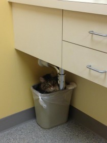 My cat was afraid of the vet so he hid