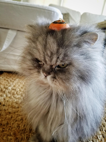 My cat was being obnoxious so I placed a carrot end on his head