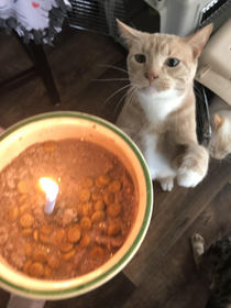 My cat was excited as fuck for his birthday meal