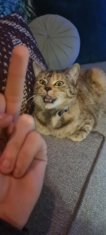 My cat was not impressed