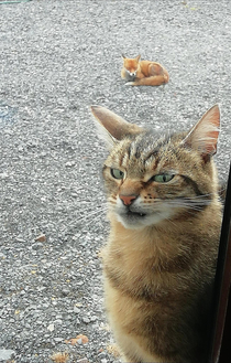 My cat was not impressed when a fox came by