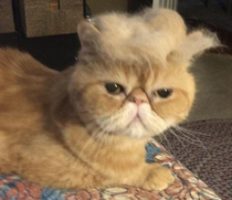 My cat wearing a toupee made from his own fur