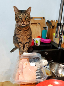 My cat  what do you mean this chicken is not for me D