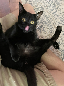 My cat Winston trying to look sexy