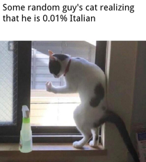 My cats now Italian