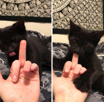 My cats reaction to my middle finger