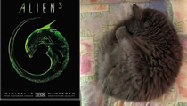 My cats sleeping position made me think of this movie cover