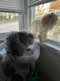 my cats trying to share the window