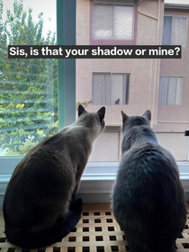 My cats vs Neighbors black cat