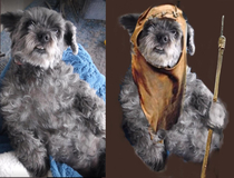 My clients dog looks like an Ewok