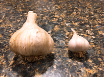 My co-workers garden garlic this year  vs mine