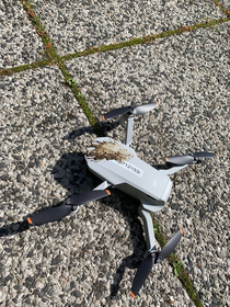 my colleague was flying his drone and birds decided to attack
