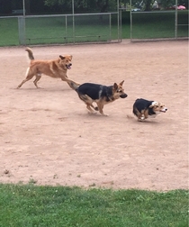 My corgis first time at the dog park was a massive success